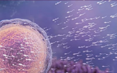 What’s the Ideal Egg Count for a Successful IVF Cycle?